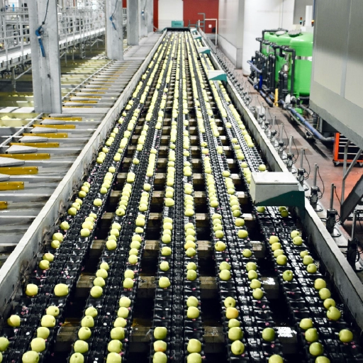 factory line sorting food